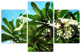 Tablou - Plumeria (90x60 cm)