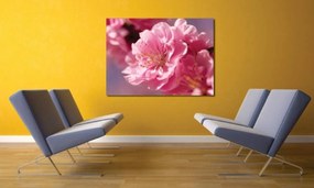 Tablouri Canvas Flori - Floare roz