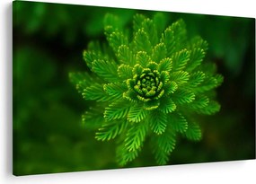 Tablou cu coniferi (90x60 cm)