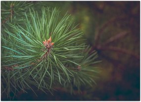 Tablou - Pin (70x50 cm)