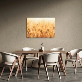 Tablou pe sticlă - câmp cu grâne (70x50 cm)