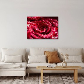 Tablou cu floarea trandafirului roșu (70x50 cm)