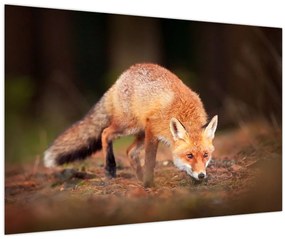 Tablou - Vulpe in pădure (90x60 cm)