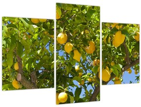 Tablou - Lămâiță (90x60 cm)