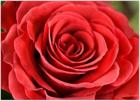 Tablou - Flori de trandafir (70x50 cm)