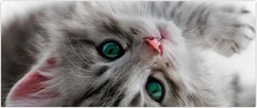 Tablou - Pisica cu ochi verzi (120x50 cm)