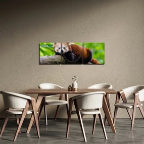 Tablou cu panda roșie (cu ceas) (90x30 cm)
