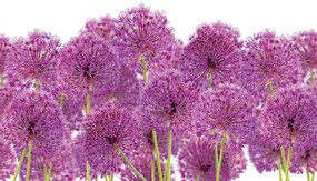Fototapet - Floare de usturoi (254x184 cm), în 8 de alte dimensiuni noi