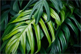 Tablou - Frunze tropicale (90x60 cm)