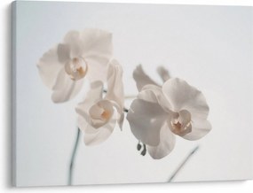 Tablou cu orhidee albă (70x50 cm)