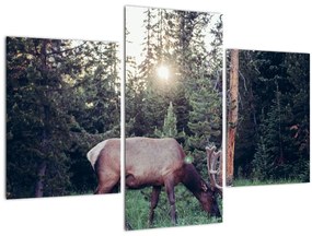 Tablou - Elan în poiană (90x60 cm)