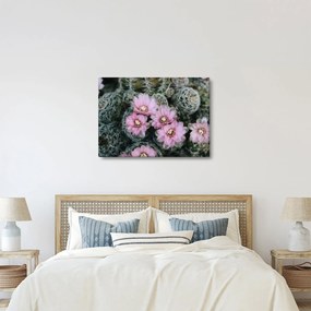Tablou floare de cactus (70x50 cm)