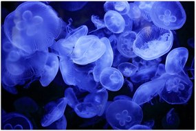 Tablou - Meduză (90x60 cm)