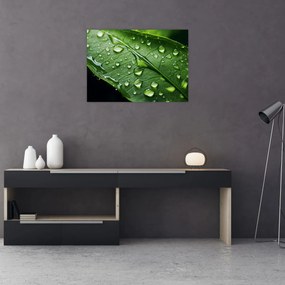 Tablou pe sticlă - Frunză după ploaie (70x50 cm)