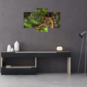 Tablou - Tigru odihnindu -se (90x60 cm)