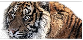 Tablou cu tigrul (120x50 cm)