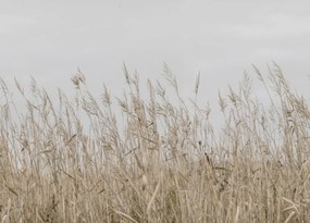 Tapet Reed Meadow, Beige, Rebel Walls