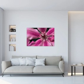 Tablou cu floarea roz de clematis (90x60 cm)