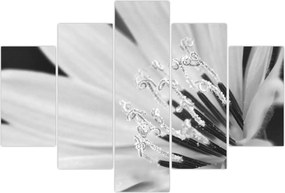 Tablou - Floare albă și neagră (150x105 cm)