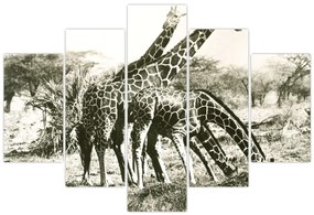 Tablou - Girafe, de epocă (150x105 cm)