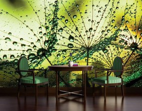 Fototapet - Păpădii - abstracte - verzi (152,5x104 cm), în 8 de alte dimensiuni noi
