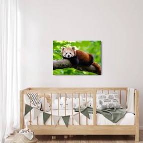 Tablou cu panda roșie (70x50 cm)
