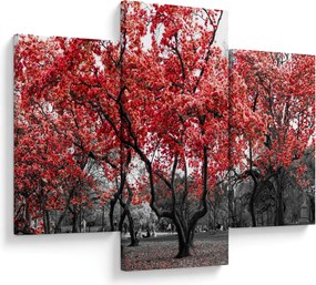 Tablou - Copacii roșii, Central Park, New York (90x60 cm)