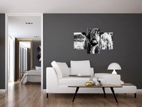 Tablou - Highland - vacă scoțiană (90x60 cm)