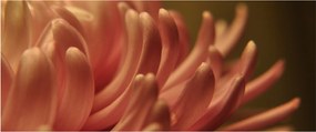 Tablou cu detailu florii (120x50 cm)
