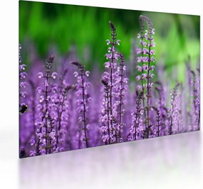 Tablou pe sticlă cu flori de luncă violete (70x50 cm)