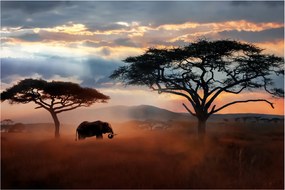Tablou - Parcul Național Serengeti, Tanzania, Africa (90x60 cm)