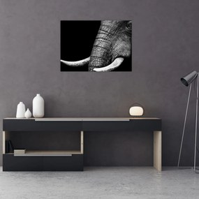 Tablou pe sticlă - Colți de elefant (70x50 cm)