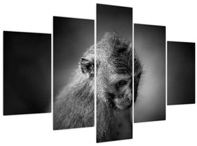 Tablou - Maimuță (150x105 cm)