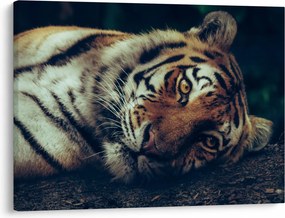 Tablou - Tigrul Siberian (70x50 cm)