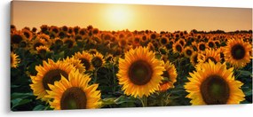 Tablou - Floarea soarelui (120x50 cm)
