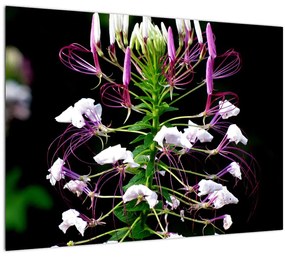 Tablou cu floare (70x50 cm)