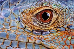 Fotografie Iguana (Iguana iguana) eye, close-up, Hans Strand