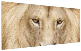 tanblou cu leu (120x50 cm), în 40 de alte dimensiuni noi