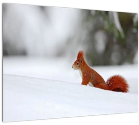 Tablou - Vevetițe (70x50 cm)