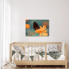 Tablou - fluture pe o floare portocalie (70x50 cm)