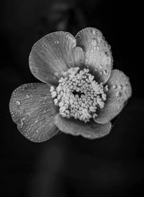 Fotografie Close-up of raindrops on flower, Bill Martin / 500px