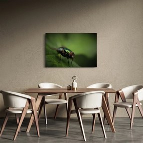 Tablou - Musca (90x60 cm)