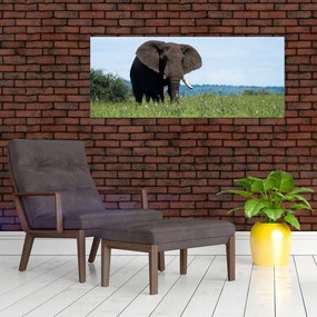 Tablou cu elefant (120x50 cm)