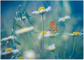 Tablou - Fluture pe margaretă (70x50 cm)