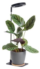 Lampă de birou LED reglabilă pentru cultivarea plantelor VERDI LED/5W/5V 1300K neagră