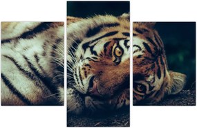 Tablou - Tigrul Siberian (90x60 cm)