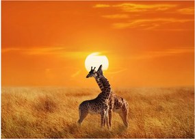 Tablou pe sticlă - Girafe în Parcul Național Serengeti (70x50 cm)