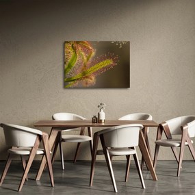 Tablou cu plantă (70x50 cm)