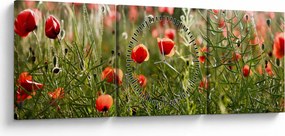 Tablou cu maci (cu ceas) (90x30 cm)