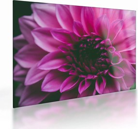 Tablou pe sticlă cu floarea roz (70x50 cm)